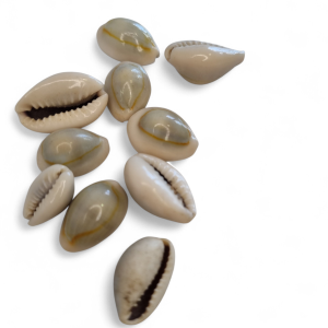 Conchas (Pack de 10)
