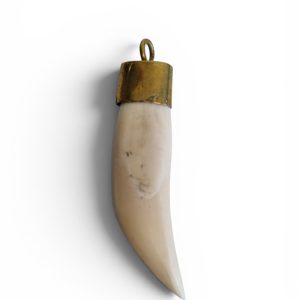 Colmillo blanco pequeño